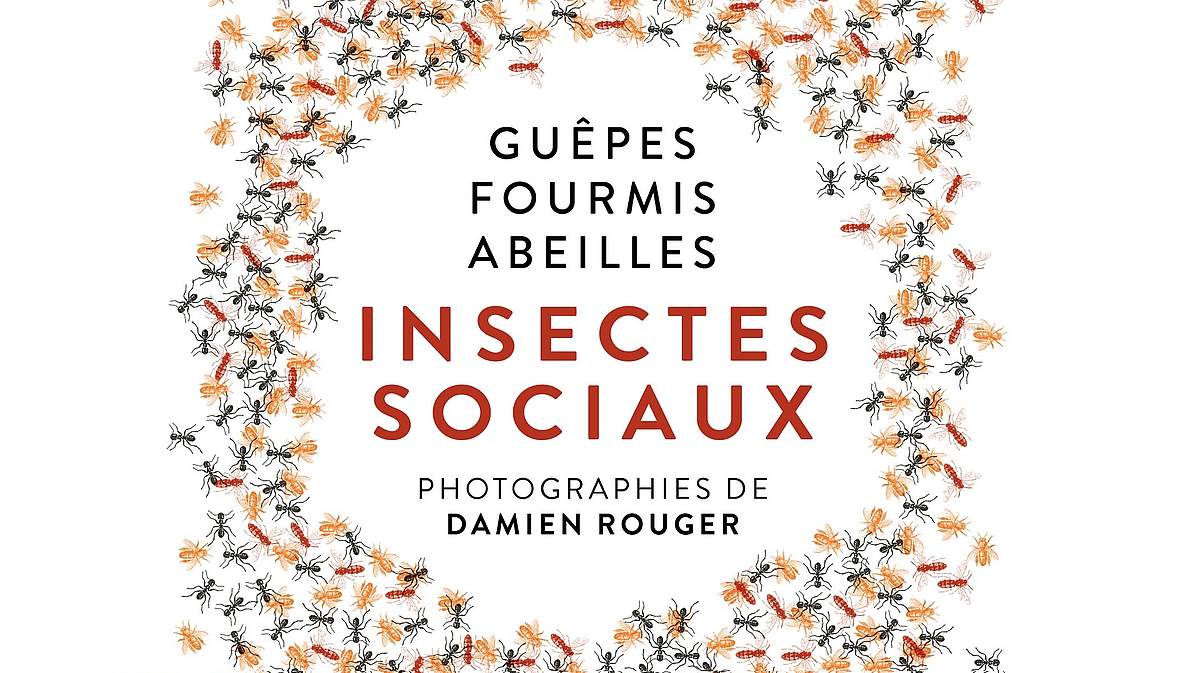 Insectes sociaux photographies de damien rouger chartres agenda ville